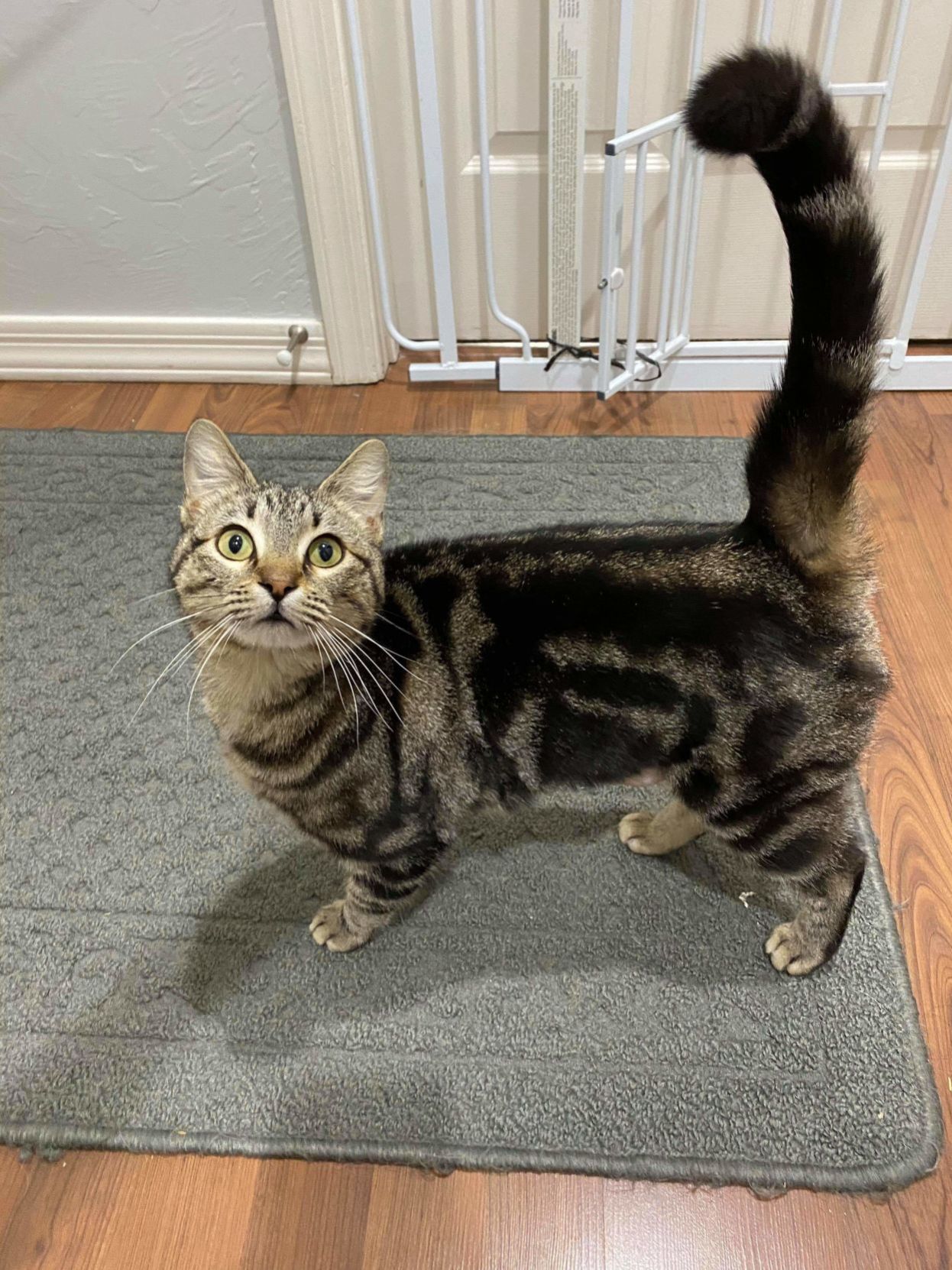 Adopt a friend: Kiwi